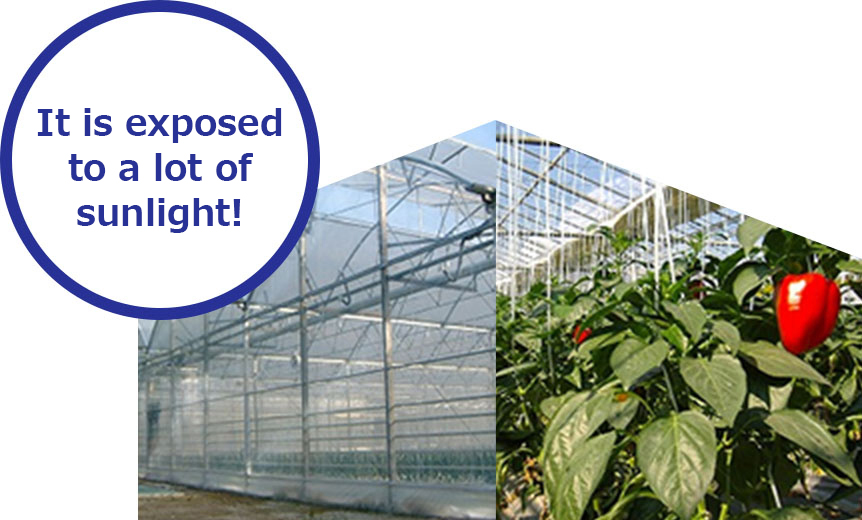 It is exposed to a lot of sunlight!