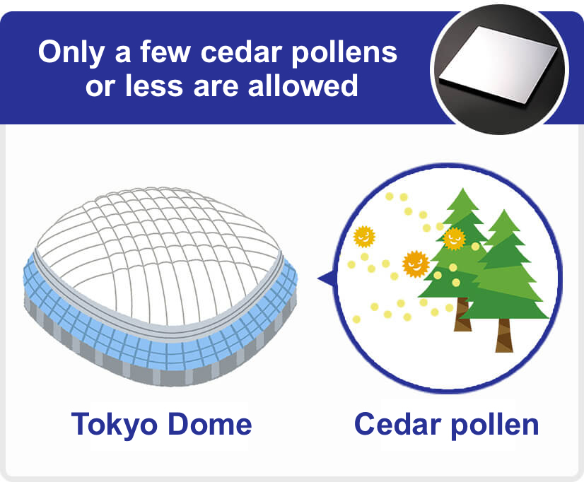 Only a few cedar pollens or less are allowed