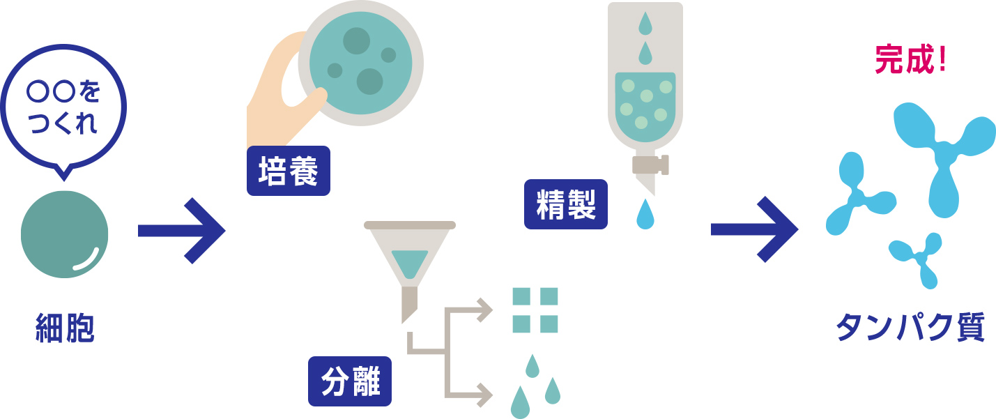 細胞からタンパク質を製造