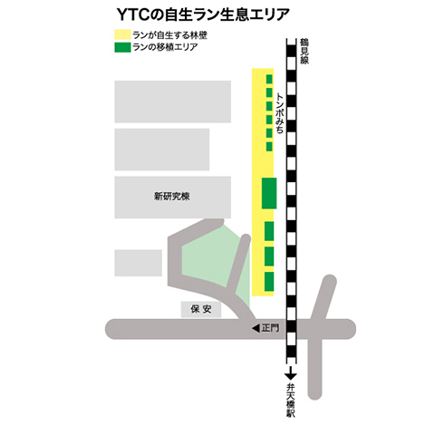 YTCのラン移植エリア