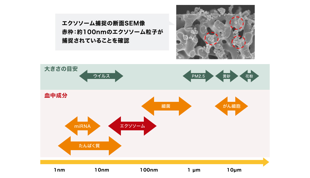 図3 血液中の様々なサイズの成分の中から、エクソソームだけを選択的に抽出
