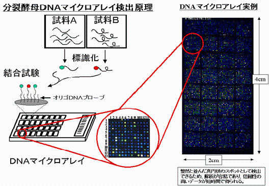 分裂酵母ＤＮＡマイクロアレイ検出原理、ＤＮＡマイクロアレイ実例