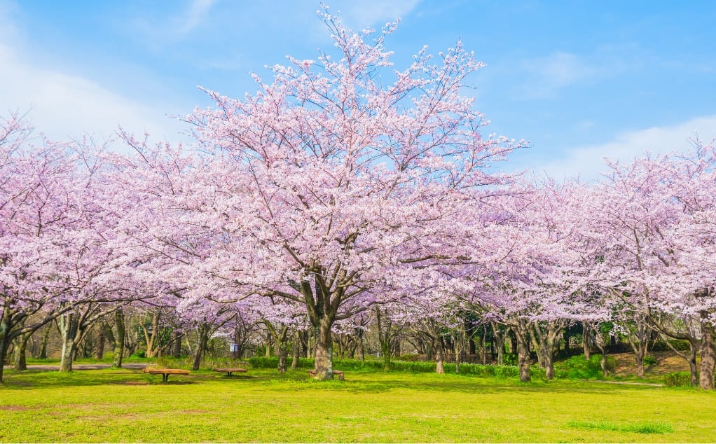 青葉の森公園