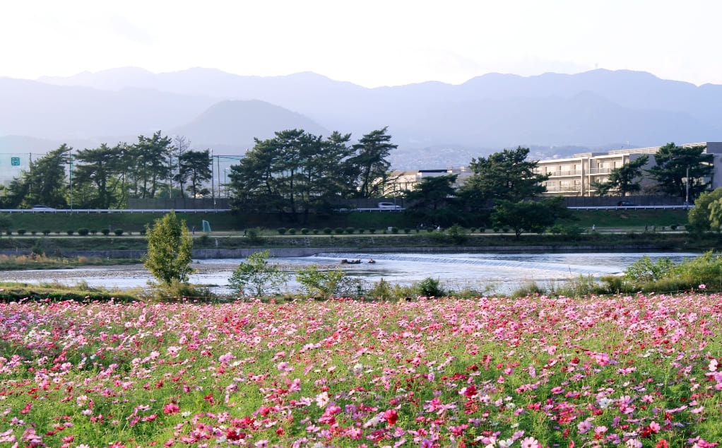 武庫川コスモス園